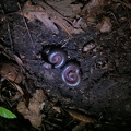 Millipedes, Big South Fork - 12